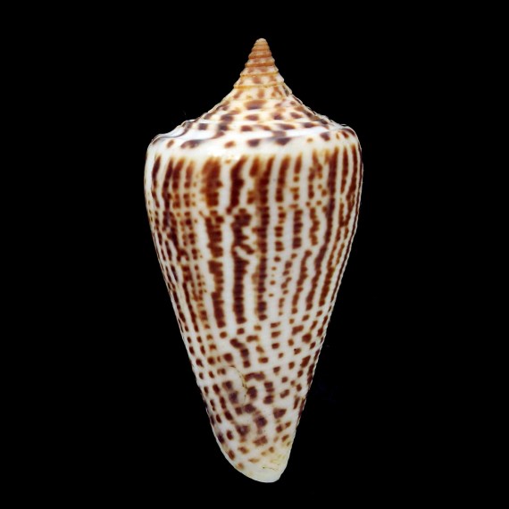 spurius lorenzianus 51,1mm
