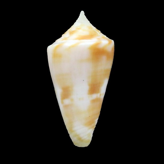 flavescens 25,4mm