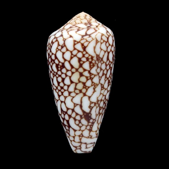 pennaceus rubiginosus 45,3mm