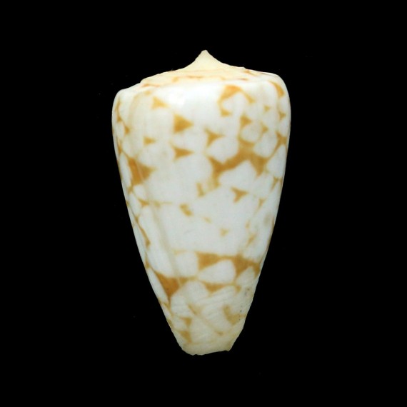 nobilis bitleri 37,3mm RARE
