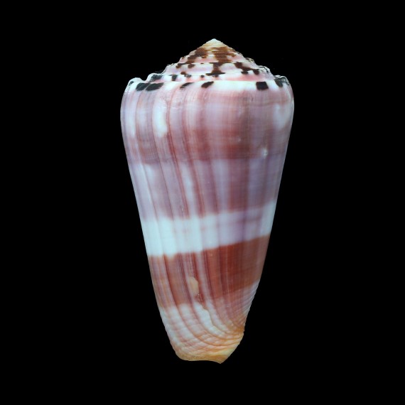 gauguini 63,1mm