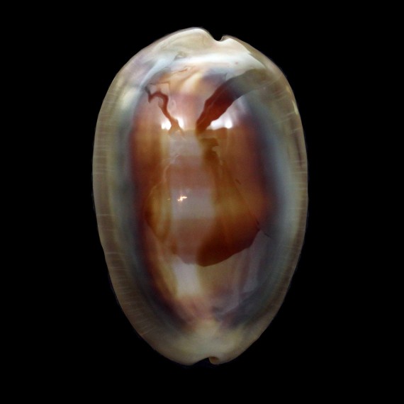 ventriculus 54,2mm SUPERB