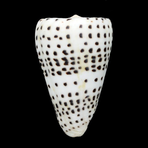 eburneus 75,8mm BIG