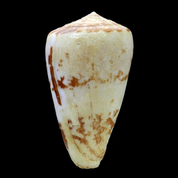natalis gilchristi 55,0mm