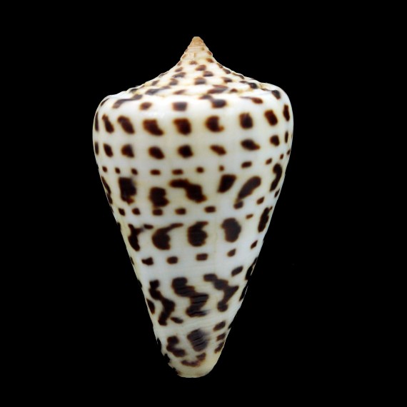 spurius baileyi 54,3mm