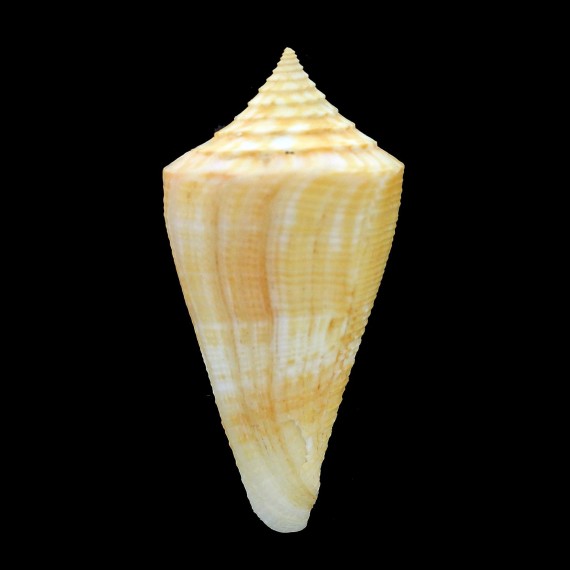 garciai 62,0mm BIG