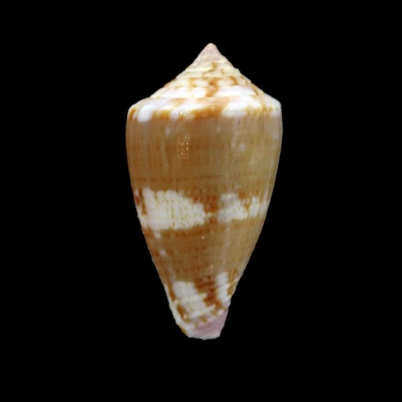 jucundus 33,7mm GIANT