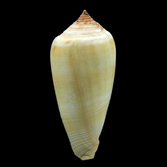 flavus 58,2mm