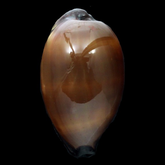 exusta 67,1mm