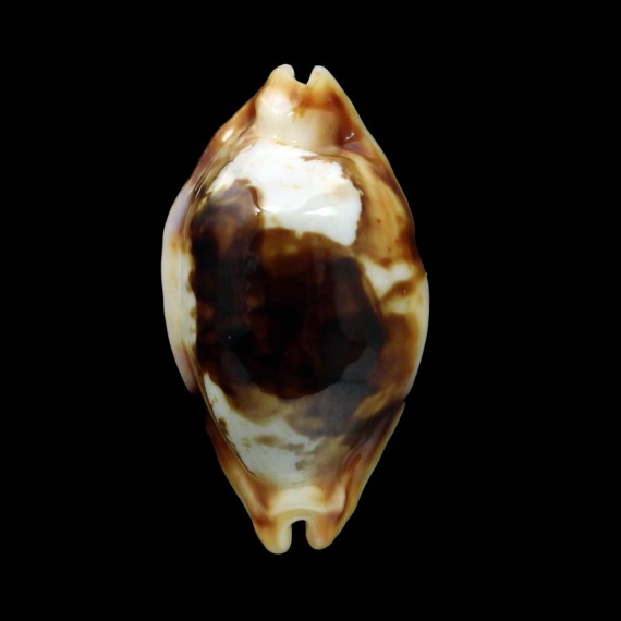 stolida 35,7mm NIGER