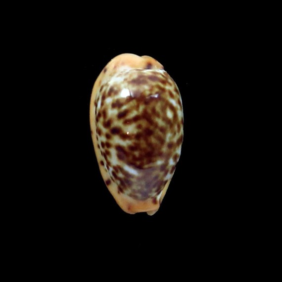 humphreysi 14,8mm SUPERB