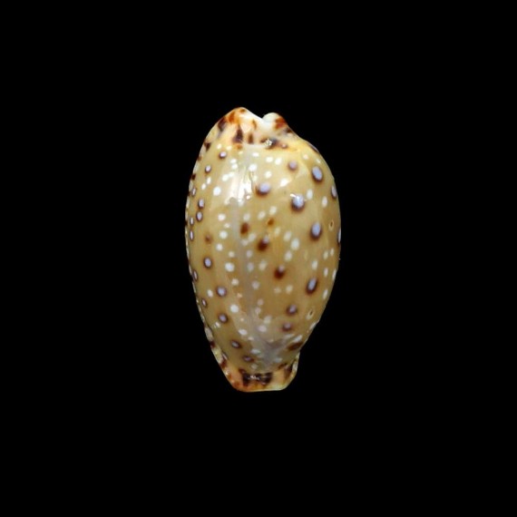 macandrewi UNCOMMON