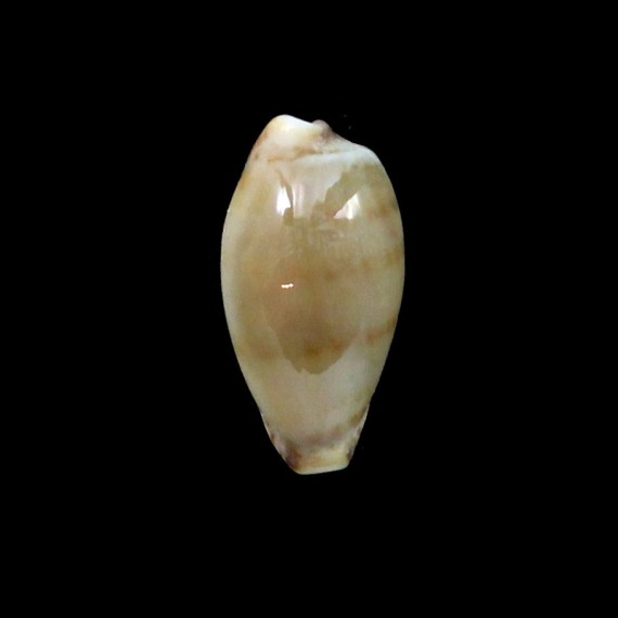 musumea 16,0mm RARITY