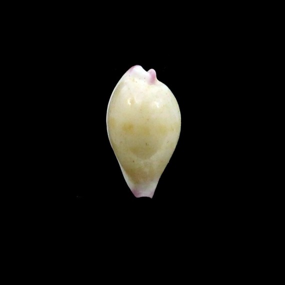 barbieri 10,2mm