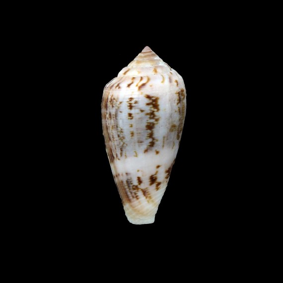 anemone 37,4mm