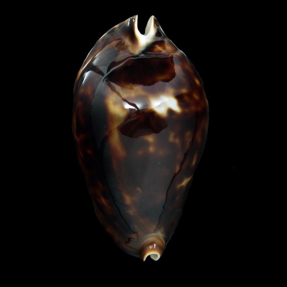 friendii 85,8mm