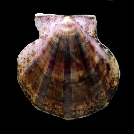 glaber 52,3mm