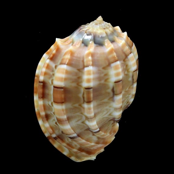 harpa 47,2mm DWARF