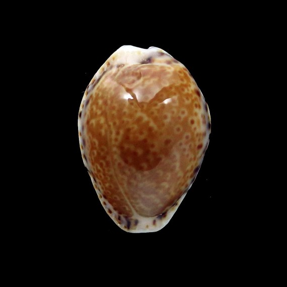 acicularis 20,4mm