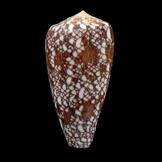 madagascarensis 52,2mm