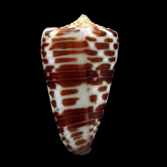 tessulatus 44,7mm