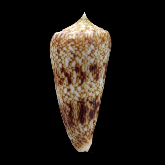 neptunus 69,0mm BIG