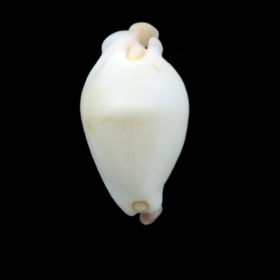 calpurnus verrucosus 28,2mm ROSTRATE