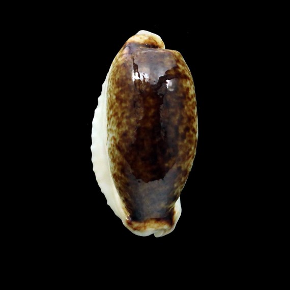 cylindrica 34,5mm SPECTACULAR