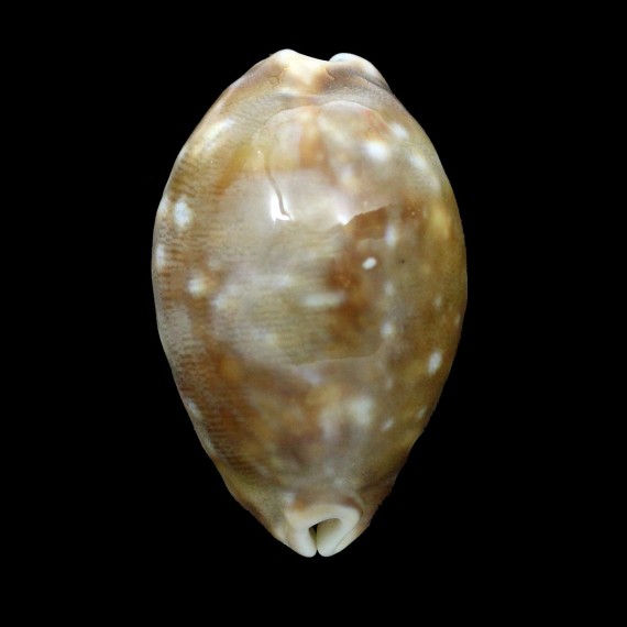 vitellus 49,0mm ROSTRATE