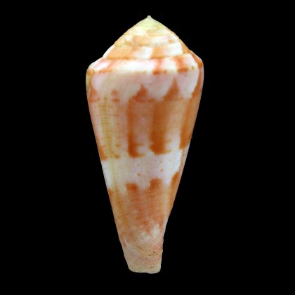 pertusus 59,2mm GIANT