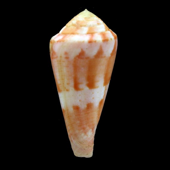 pertusus 59,2mm GIANT