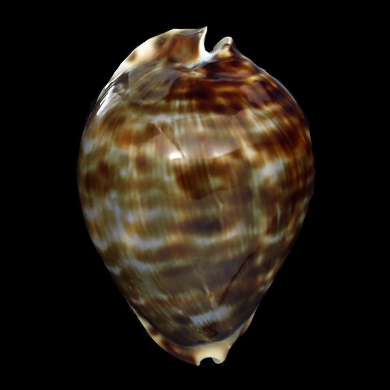 friendii vercoi 85,7mm