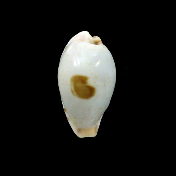saulae nugata 23mm RARE