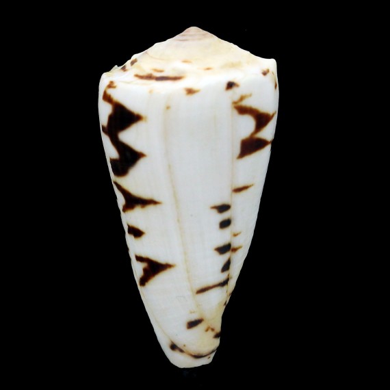 marmoreus crosseanus "batard" 58,8mm