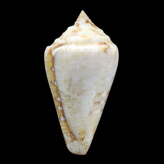 trinitarius 45,5mm SUPERB