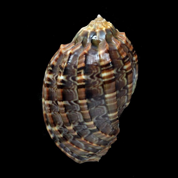 harpa 65,5mm