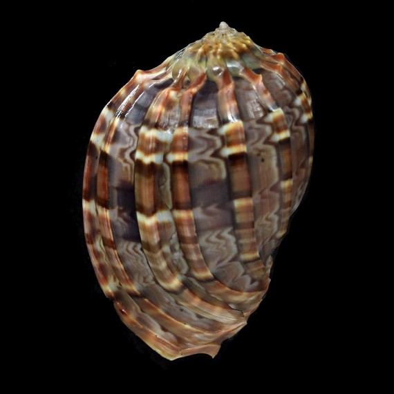 harpa 75,7mm