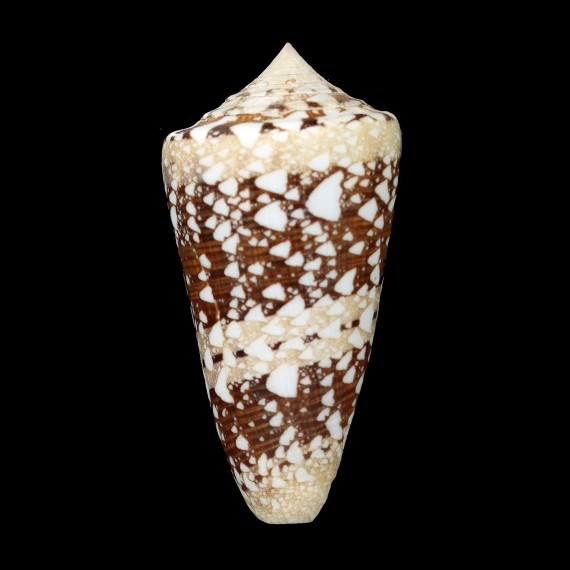ammiralis 77,7mm