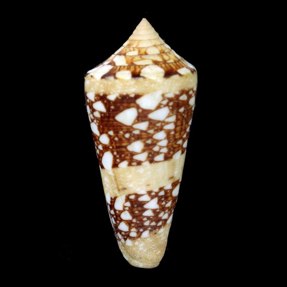 ammiralis 67,0mm THAILAND