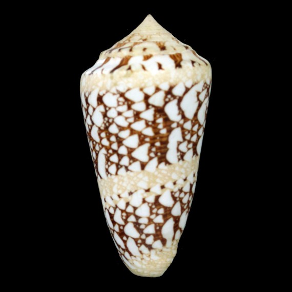 ammiralis 76,5mm SUPERB