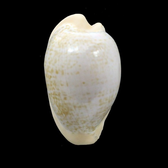 fuscodentata grohorum 38,0mm