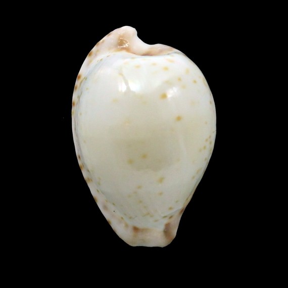 algoensis 27,3mm
