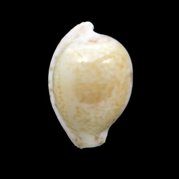 algoensis permarginata 26,5mm