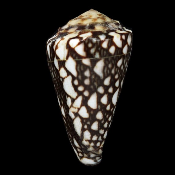 crosseanus lineolata 67,8mm