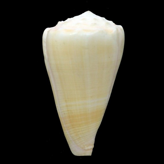 marmoreus suffusus 64,0mm BIG