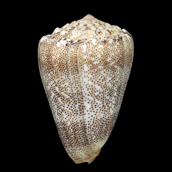 arenatus aequipunctatus 70,0mm BIG