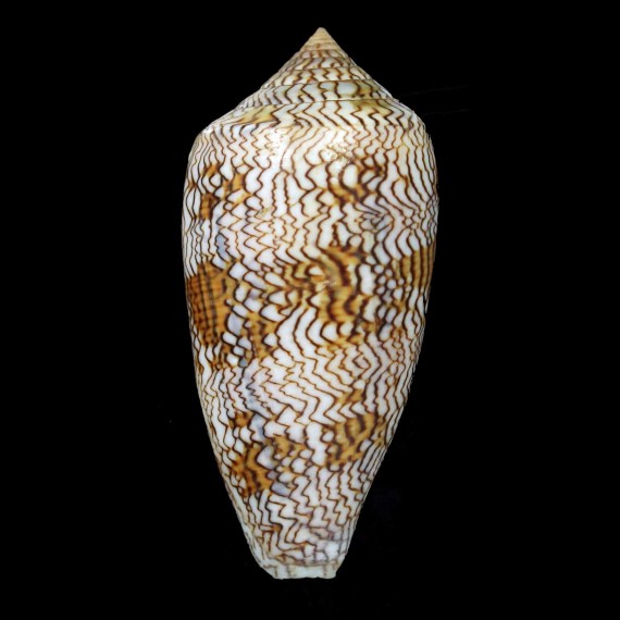 archiepiscopus 77,7mm