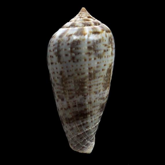 cinereus 50,0mm