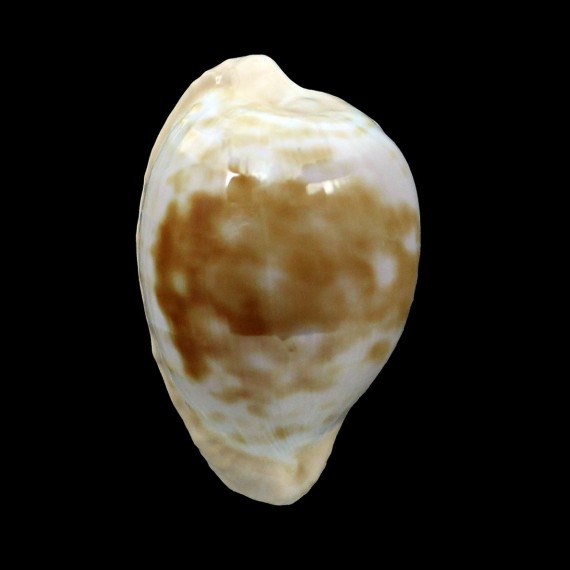 coronata debruini 33,1mm BIG