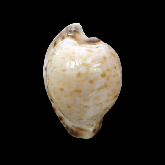 algoensis 23,5mm
